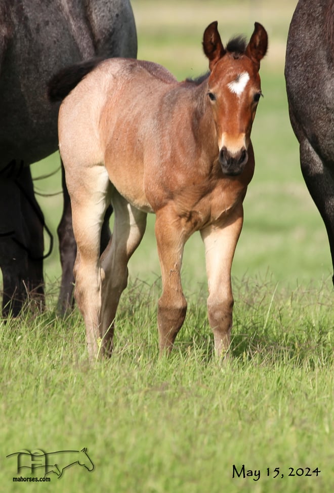 Crowheart Black Sox's 2024 Bay Roan Filly